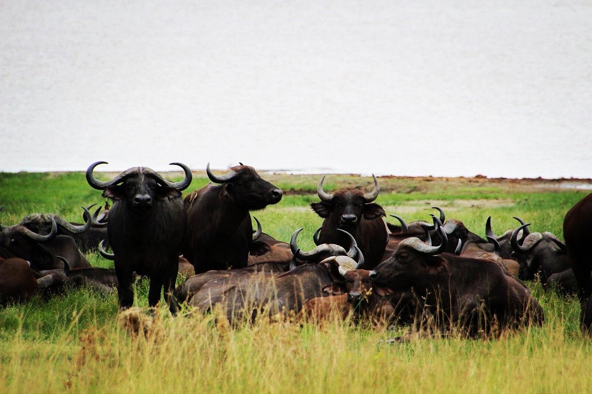 1 Day Lake Manyara Safari from Arusha: Is It Worth It 1 Day Lake Manyara Safari from Arusha: Is It Worth It