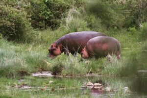 Lake Manyara Safari Packages: Best Tours for Every Budget Lake Manyara Safari Packages: Best Tours for Every Budget