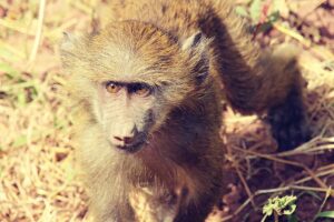 1 Day Lake Manyara Safari from Arusha: Is It Worth It 1 Day Lake Manyara Safari from Arusha: Is It Worth It