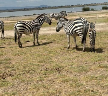 Amboseli Safari Cost: Complete 2026 Price Guide