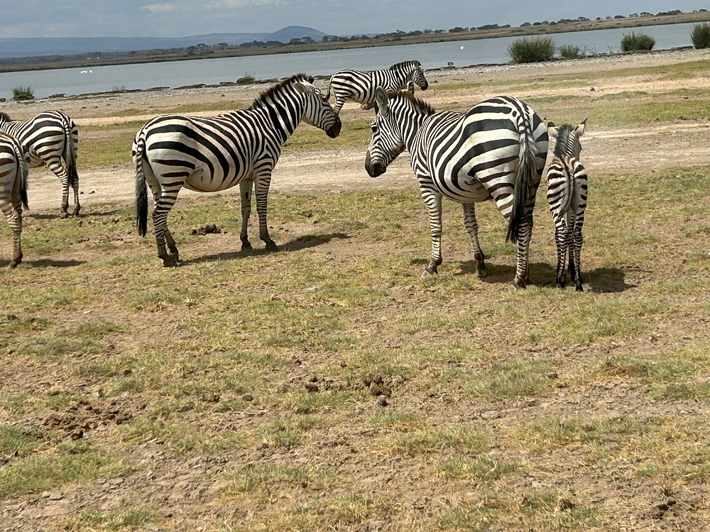 Amboseli Safari Cost: Complete 2026 Price Guide Amboseli Safari Cost: Complete 2026 Price Guide