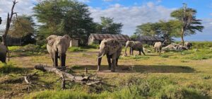 Amboseli Safari Cost: Complete 2026 Price Guide Amboseli Safari Cost: Complete 2026 Price Guide