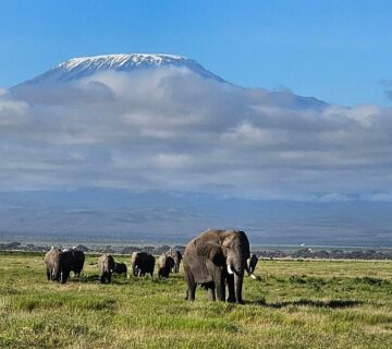 Amboseli vs Maasai Mara: Which Safari Is Better in 2026?