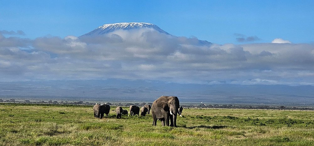 Amboseli vs Maasai Mara: Which Safari Is Better in 2026? Amboseli vs Maasai Mara: Which Safari Is Better in 2026?