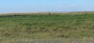 The Ultimate Amboseli Safari Itinerary: Best 2-Day The Ultimate Amboseli Safari Itinerary: Best 2-Day, 3-Day