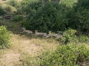 The Ultimate Amboseli Safari Itinerary: Best 2-Day The Ultimate Amboseli Safari Itinerary: Best 2-Day, 3-Day