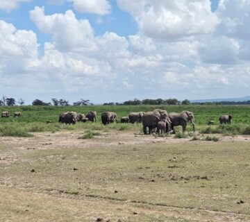 Luxury Amboseli Safari: The Complete Travel Guide