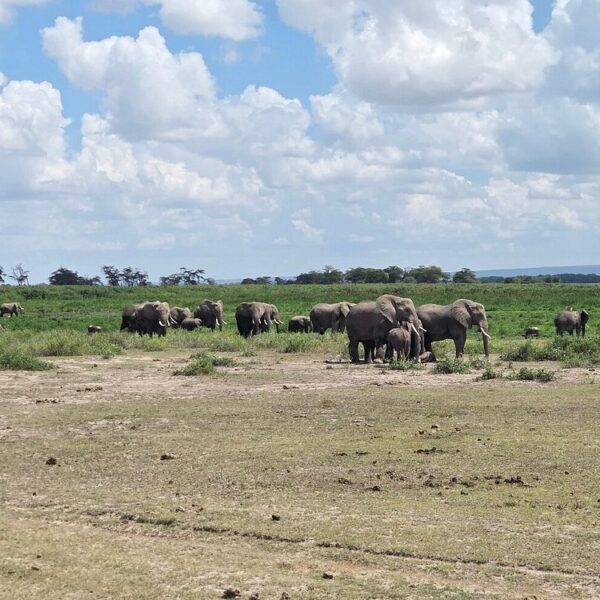 Luxury Amboseli Safari: The Complete Travel Guide