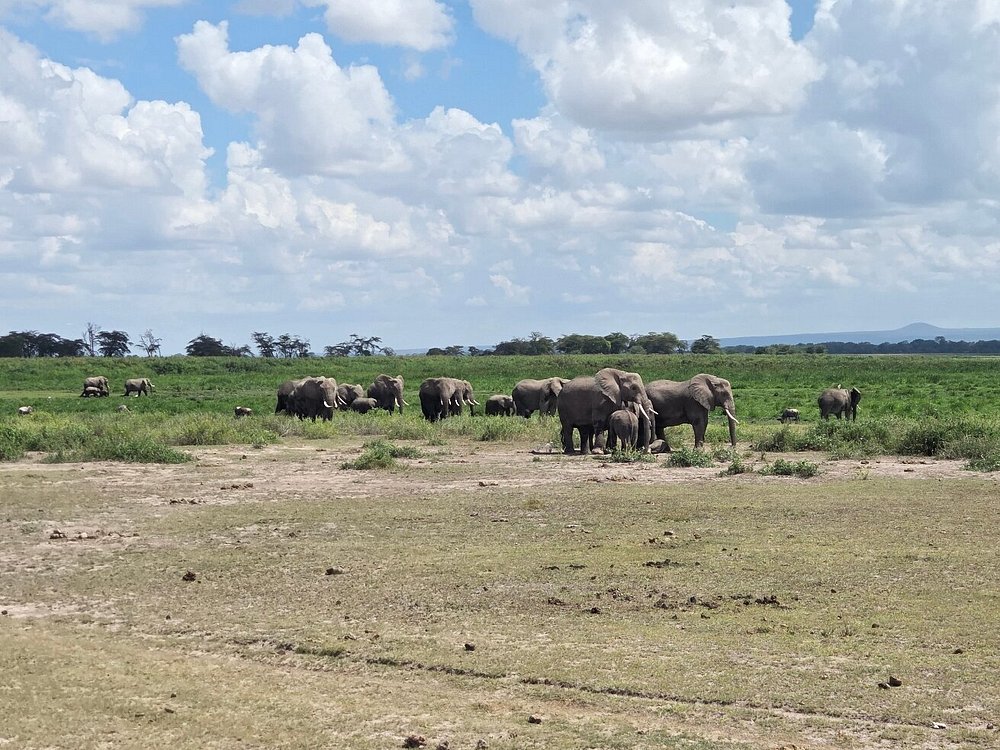 Luxury Amboseli Safari: The Complete Travel Guide Luxury Amboseli Safari: The Complete Travel Guide