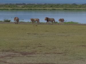 Luxury Amboseli Safari: The Complete Travel Guide Luxury Amboseli Safari: The Complete Travel Guide