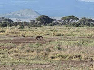Luxury Amboseli Safari: The Complete Travel Guide Luxury Amboseli Safari: The Complete Travel Guide