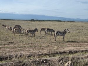 Luxury Amboseli Safari: The Complete Travel Guide Luxury Amboseli Safari: The Complete Travel Guide