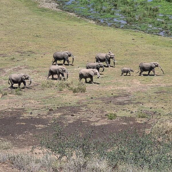 How to Book an Amboseli Safari Without Overpaying: