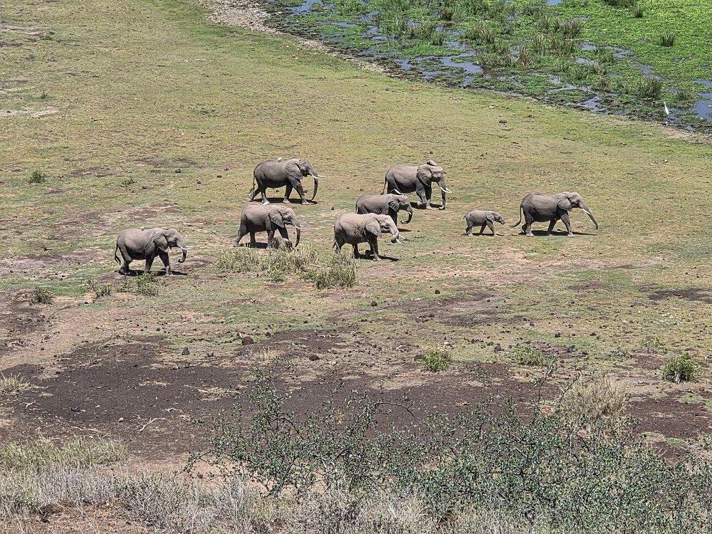 How to Book an Amboseli Safari Without Overpaying: How to Book an Amboseli Safari Without Overpaying: