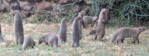 How to Book an Amboseli Safari Without Overpaying: How to Book an Amboseli Safari Without Overpaying: