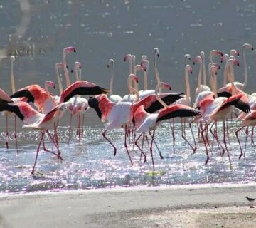 Lake Nakuru Safari Packages: The Complete Guide to the Best
