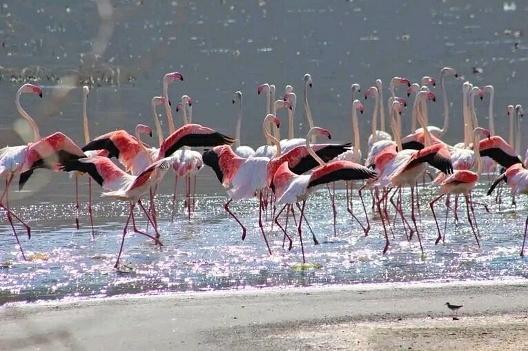 Lake Nakuru Safari Packages: The Complete Guide to the Best Lake Nakuru Photography Safari: The Complete Guide