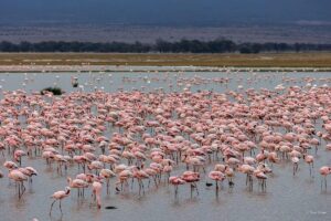 Lake Nakuru Safari Packages: The Complete Guide to the Best Lake Nakuru Safari Packages: The Complete Guide to the Best