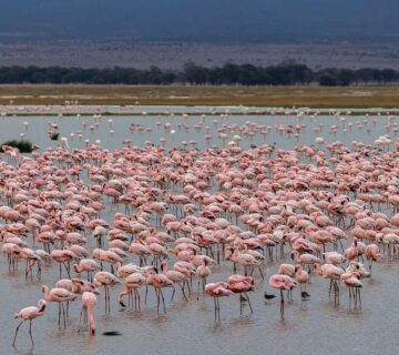 Lake Nakuru Birdwatching Safari: The Ultimate Guide to Kenya