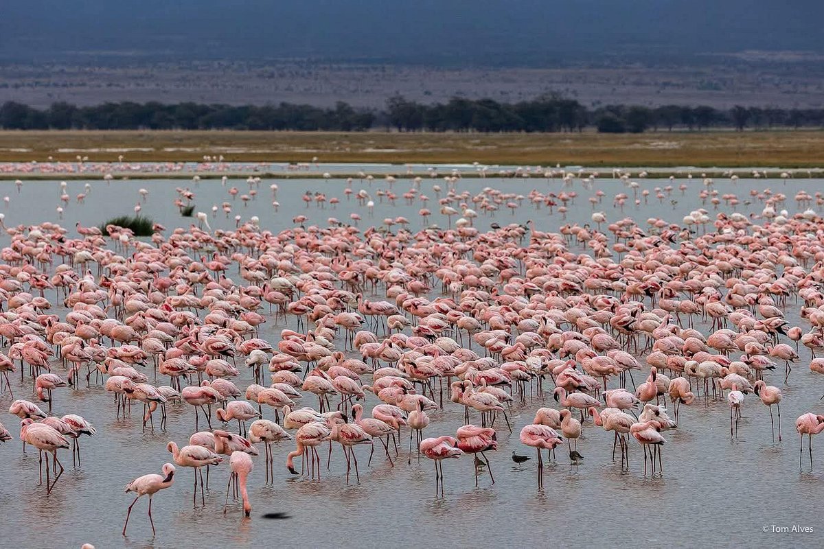 Lake Nakuru Birdwatching Safari: The Ultimate Guide to Kenya Lake Nakuru Birdwatching Safari: The Ultimate Guide to Kenya