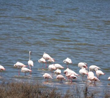 Lake Nakuru Day Trip from Nairobi: The Ultimate 2026 Safari
