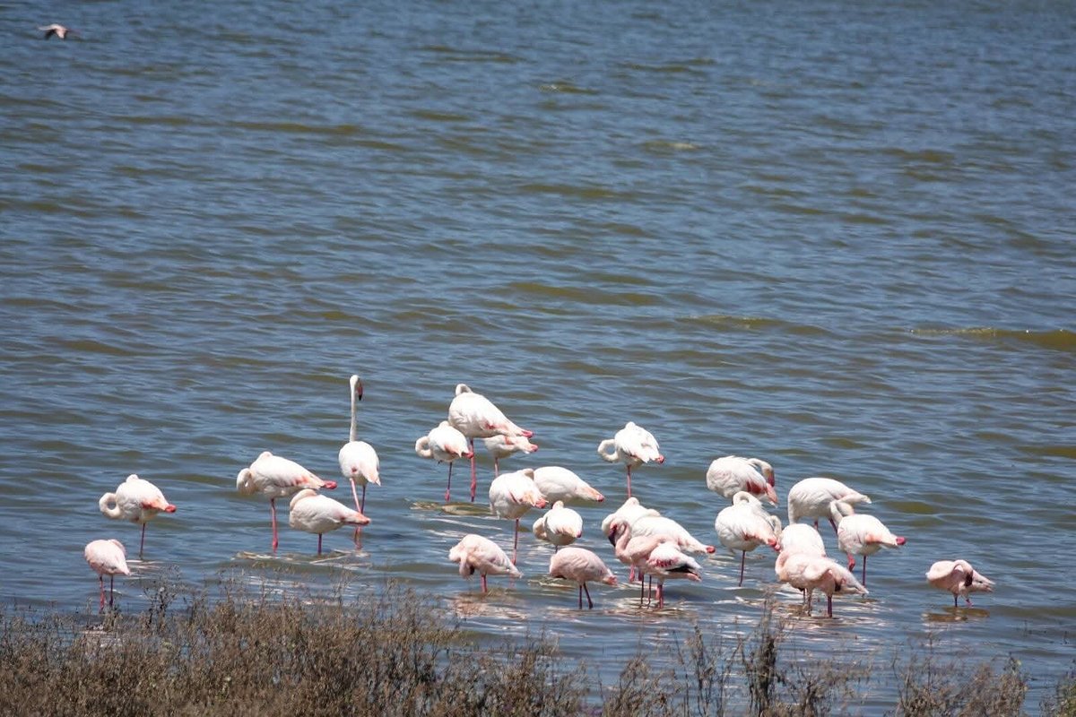 Lake Nakuru Day Trip from Nairobi: The Ultimate 2026 Safari Lake Nakuru Day Trip from Nairobi: The Ultimate 2026 Safari