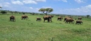Lake Nakuru Day Trip from Nairobi: The Ultimate 2026 Safari Lake Nakuru Day Trip from Nairobi: The Ultimate 2026 Safari