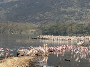 Lake Nakuru Day Trip from Nairobi: The Ultimate 2026 Safari Lake Nakuru Day Trip from Nairobi: The Ultimate 2026 Safari