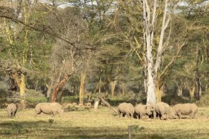 Lake Nakuru Day Trip from Nairobi: The Ultimate 2026 Safari Lake Nakuru Day Trip from Nairobi: The Ultimate 2026 Safari