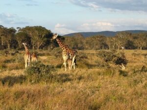 Lake Nakuru Day Trip from Nairobi: The Ultimate 2026 Safari Lake Nakuru Day Trip from Nairobi: The Ultimate 2026 Safari