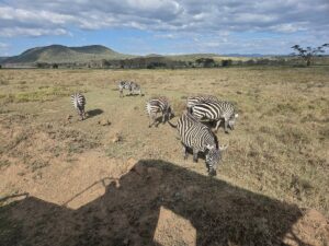 Lake Nakuru Day Trip from Nairobi: The Ultimate 2026 Safari Lake Nakuru Day Trip from Nairobi: The Ultimate 2026 Safari