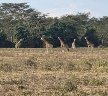 Private Lake Nakuru Safari: The Conclusive Guide