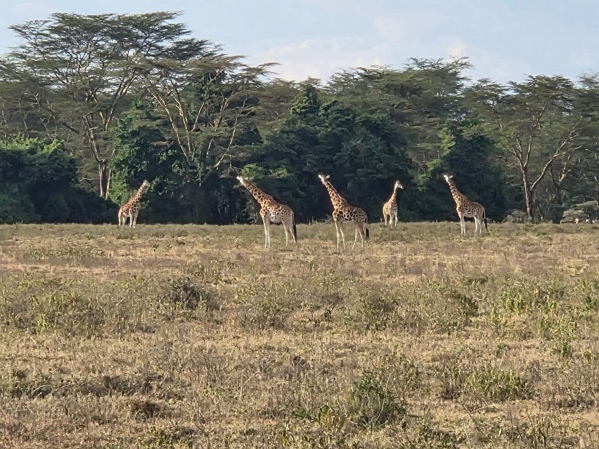 Private Lake Nakuru Safari: The Conclusive Guide Private Lake Nakuru Safari: The Conclusive Guide