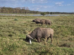 Private Lake Nakuru Safari: The Conclusive Guide Private Lake Nakuru Safari: The Conclusive Guide