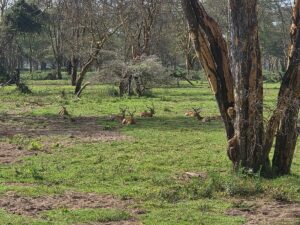 Private Lake Nakuru Safari: The Conclusive Guide Private Lake Nakuru Safari: The Conclusive Guide