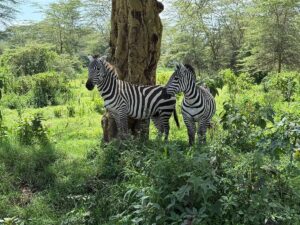 Private Lake Nakuru Safari: The Conclusive Guide Private Lake Nakuru Safari: The Conclusive Guide
