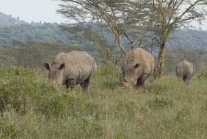 Lake Nakuru Rhino Safari: The Conclusive Guide to Kenya Lake Nakuru Rhino Safari: The Conclusive Guide to Kenya