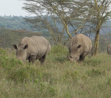 Lake Nakuru Rhino Safari: The Conclusive Guide to Kenya