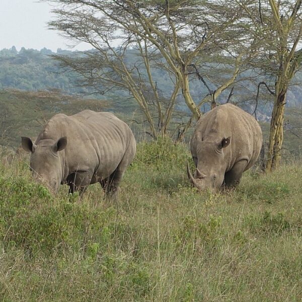 Big Five Safari Tour Packages for Couples: The Ultimate