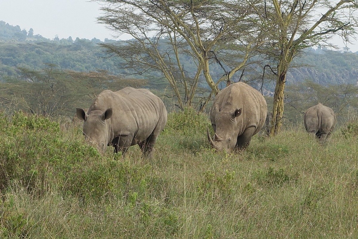 Luxury Lake Nakuru Safari Packages: The Ultimate 2026 Guide Book Lake Nakuru Safari Online: The Complete 2026 Guide