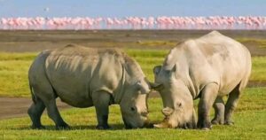 Luxury Lake Nakuru Safari Packages: The Ultimate 2026 Guide Luxury Lake Nakuru Safari Packages: The Ultimate 2026 Guide