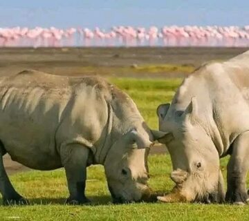 Lake Nakuru Rhino Safari: The Conclusive Guide to Kenya