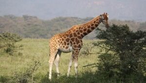 Luxury Lake Nakuru Safari Packages: The Ultimate 2026 Guide Luxury Lake Nakuru Safari Packages: The Ultimate 2026 Guide