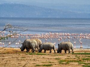 Lake Nakuru Rhino Safari: The Conclusive Guide to Kenya Lake Nakuru Rhino Safari: The Conclusive Guide to Kenya