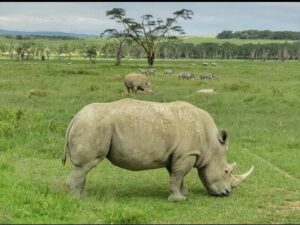 Lake Nakuru Rhino Safari: The Conclusive Guide to Kenya Lake Nakuru Rhino Safari: The Conclusive Guide to Kenya