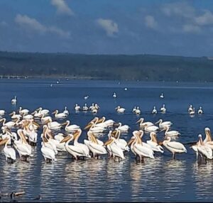 Lake Nakuru Birdwatching Safari: The Ultimate Guide to Kenya Lake Nakuru Birdwatching Safari: The Ultimate Guide to Kenya