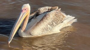 Lake Nakuru Birdwatching Safari: The Ultimate Guide to Kenya Lake Nakuru Birdwatching Safari: The Ultimate Guide to Kenya