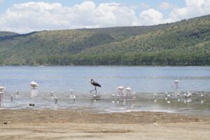 Lake Nakuru Birdwatching Safari: The Ultimate Guide to Kenya Lake Nakuru Birdwatching Safari: The Ultimate Guide to Kenya
