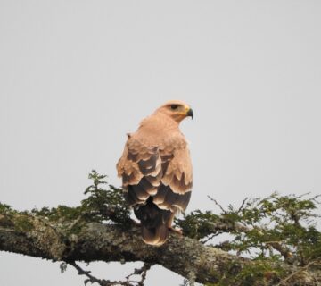 Lake Nakuru Safari with Accommodation: The Complete 2026