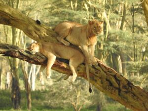 Lake Nakuru Safari with Accommodation: The Complete 2026 Lake Nakuru Safari with Accommodation: The Complete 2026